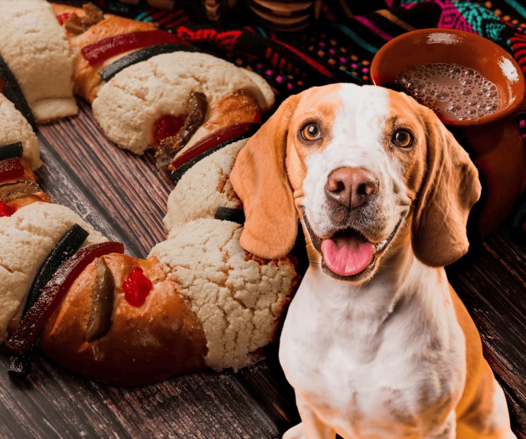 Rosca de Reyes para perritos; una deliciosa tradición para todos Rosca de Reyes para perritos; una deliciosa tradición para todos
