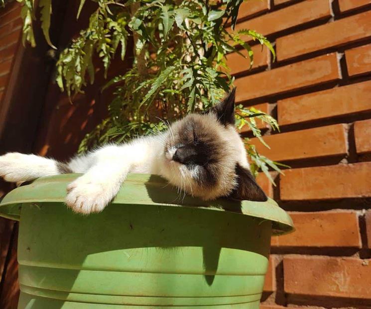 Descubre las 3 razas de gatos más perezosas