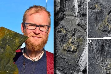 Descubren un gusano depredador &acute;gigante&acute; en Groenlandia