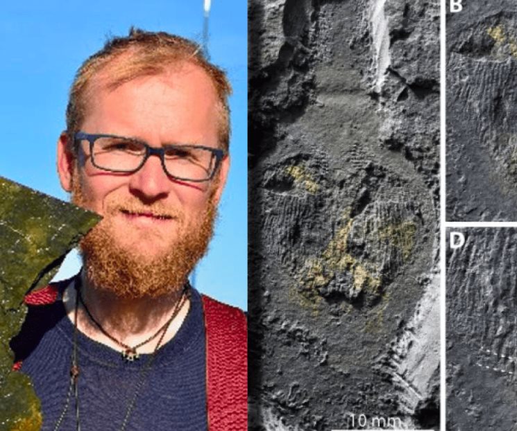 Descubren un gusano depredador ‘gigante’ en Groenlandia