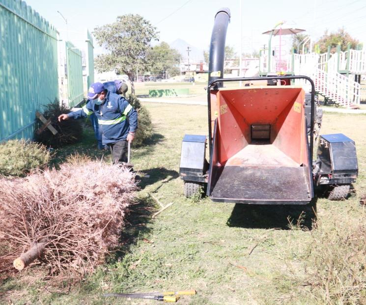 Tendrá Escobedo centros de acopio de pinos Tendrá Escobedo centros de acopio de pinos