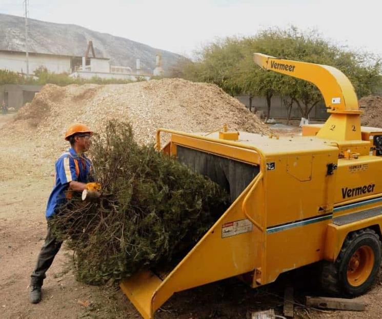 Recolectará SN árboles navideños a domicilio