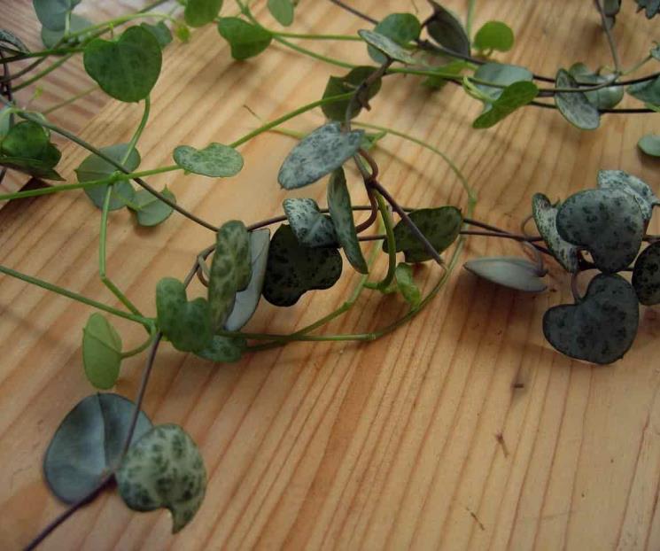 Los dos tipos de plantas duraderas y de poco mantenimiento