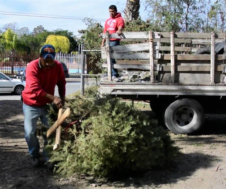 Serán plazas de Apodaca centros de acopio de pinos navideños