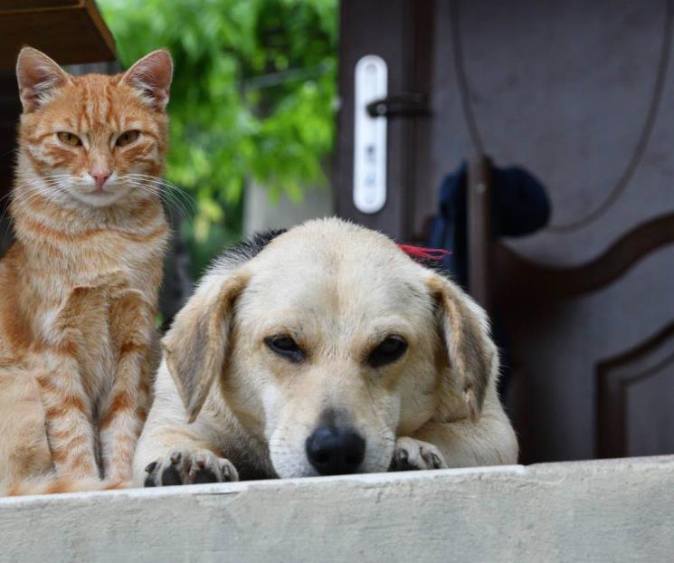¿Es más inteligente el perro que el gato? Estudio da la respuesta ¿Es más inteligente el perro que el gato? Estudio da la respuesta