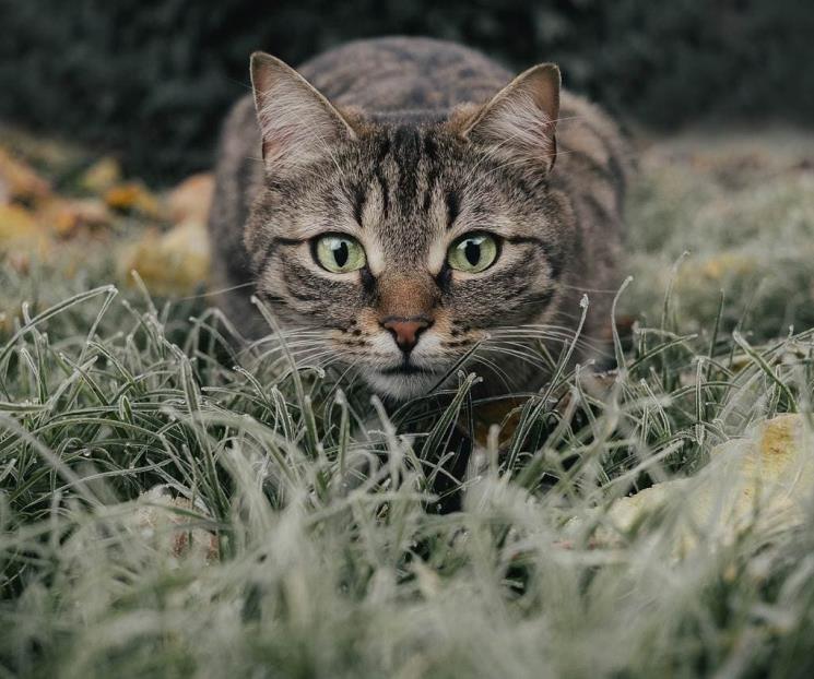 Las razones por las que los gatos saben retornar a su hogar