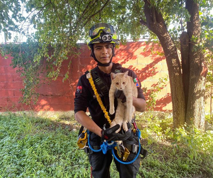 Rescatan a gato atrapado en azotea de escuela de San Nicolás
