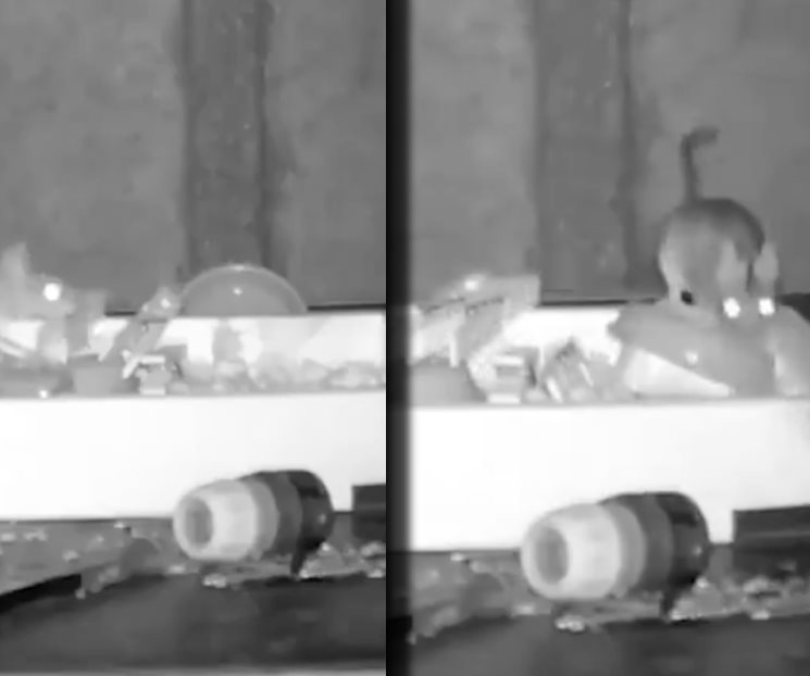 Limpia ratón cobertizo en Gales Limpia ratón cobertizo en Gales