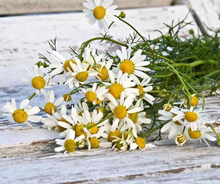 Plantas medicinales a tener en casa