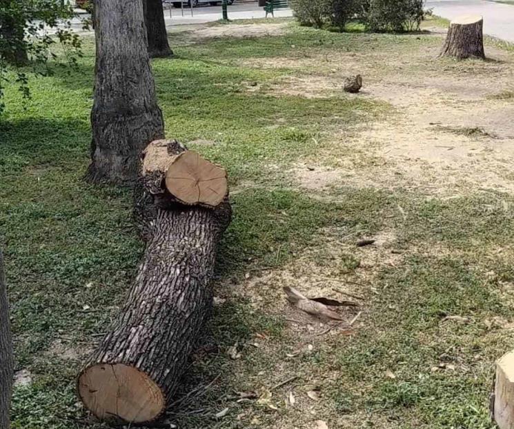 Talan árboles de la Plaza del Chorro