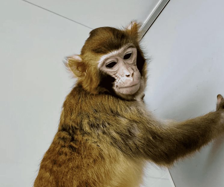 Clonan mono rhesus científicos chinos