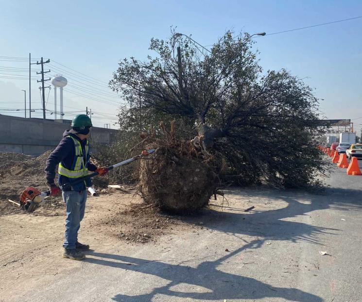 Amplían acciones de arborización en el municipio de Santa Catarina