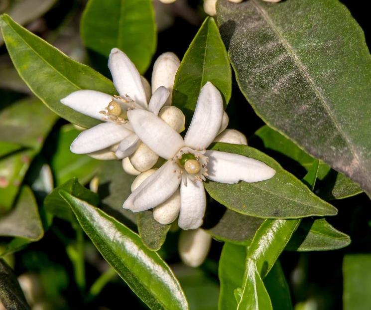 ¿Qué es el té de 7 azahares y por qué es tan popular para la salud? ¿Qué es el té de 7 azahares y por qué es tan popular para la salud?