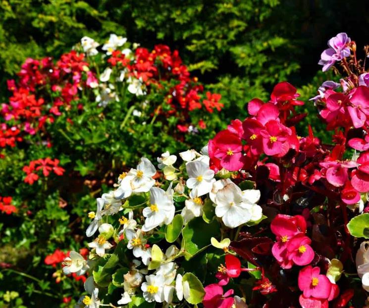 Cómo cuidar las begonias para que estallen de flores en primavera