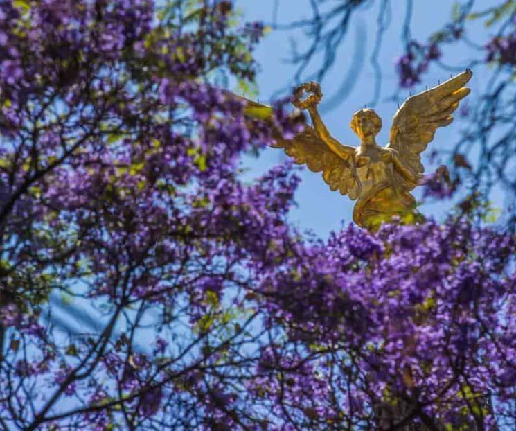 Señal de alerta que jacarandas florezcan durante enero en CDMX