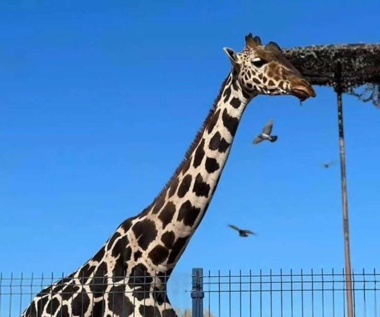 Escoltan a la jirafa Benito rumbo al Africam Safari de Puebla