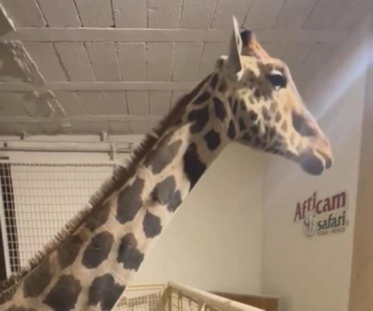 Llega Benito a Africam Safari