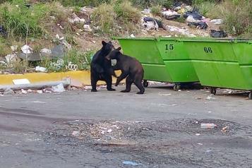 Presentan reforma de ley para prevenir avistamiento de osos