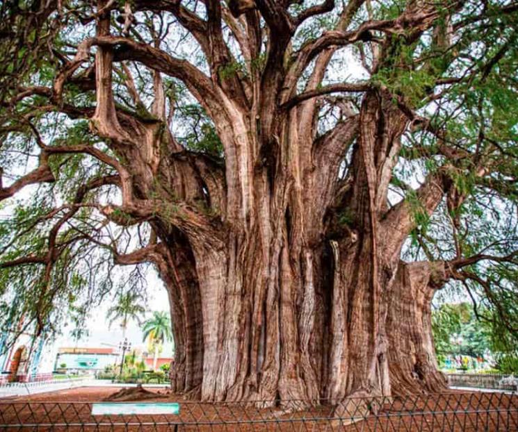 Corteza y las hojas del ahuehuete combaten diferentes malestares