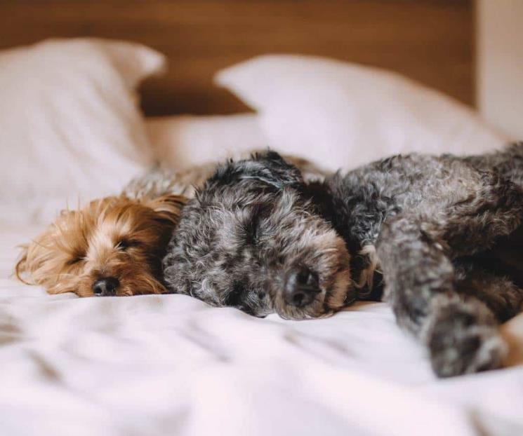 Las ventajas de dormir con perros, según un estudio médico