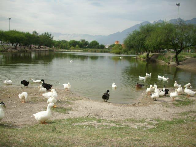 Realizarán acciones de limpieza en Parque Lago