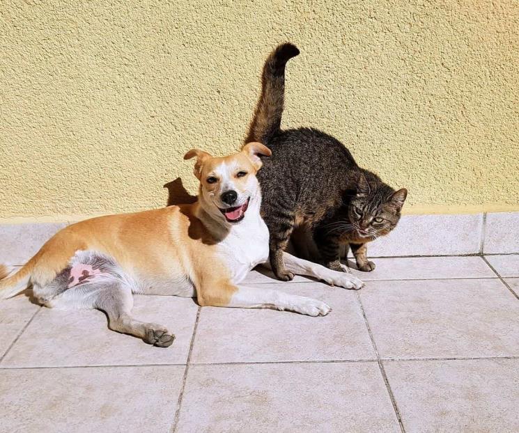 ¿Perros o gatos? este es el animal más inteligente, según la ciencia