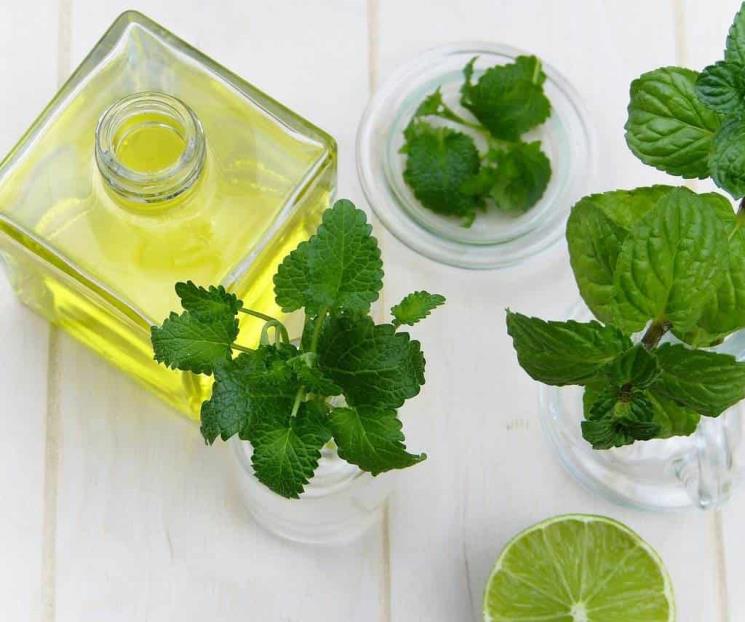 El aceite de menta y sus propiedades que calman el dolor