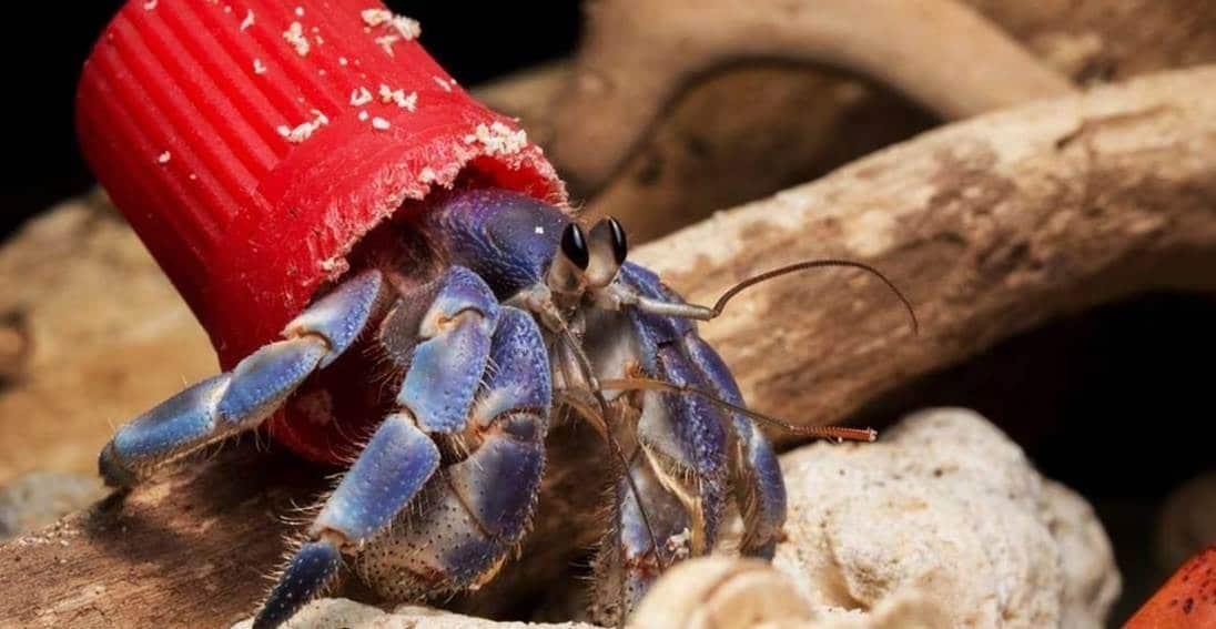 Cangrejos ermitaños prefieren tapas de plástico que conchas Cangrejos ermitaños prefieren tapas de plástico que conchas