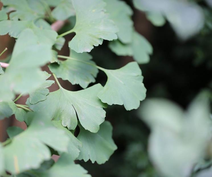 Las propiedades que tiene el Ginkgo biloba
