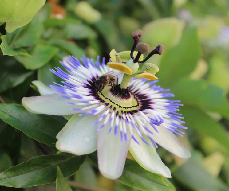 La hierba pasiflora trata la ansiedad, el insomnio y la epilepsia