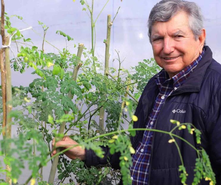 Realzan propiedades medicinales de la moringa