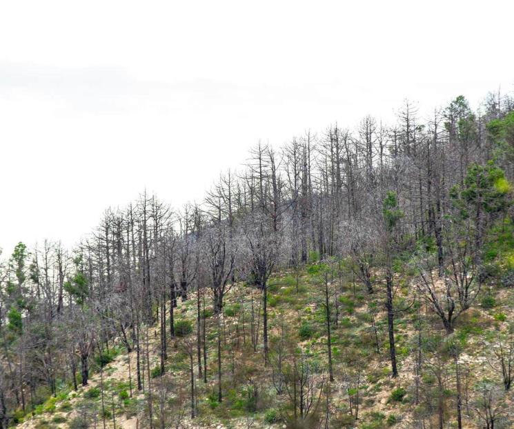 Avanza rescate del Bosque Escuela de la UANL