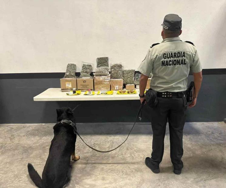 Descubren droga en paquetería