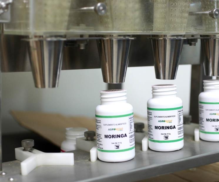 Trabaja UANL propiedades medicinales de la moringa