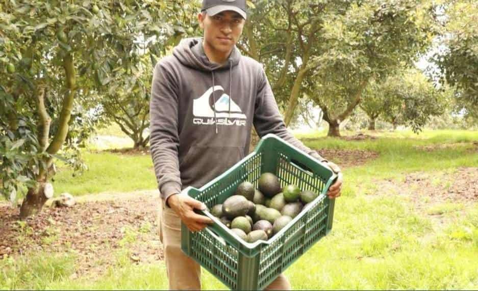 Aguacateros abastecen Zona Metropolitana por Super Bowl