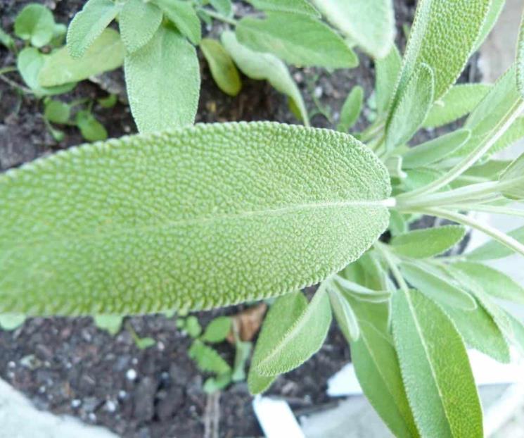 Infusiones con alimentos naturales que ayudan a bajar la glucosa