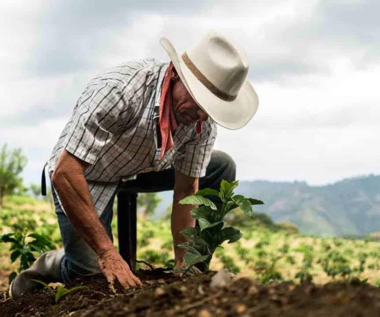 AMLO busca rescatar al campo con programa Sembrando Vida