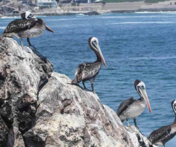 Aumenta el riesgo de extinción de especies migratorias en el mundo