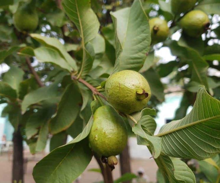 El té de guayaba auxilia a controlar el colesterol