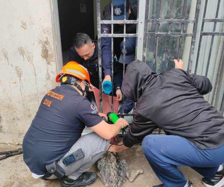 Rescatan a perro atorado en reja
