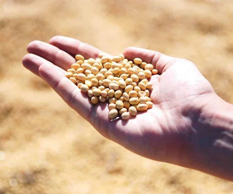 Alimentos para bajar el colesterol de forma rápida, según Harvard