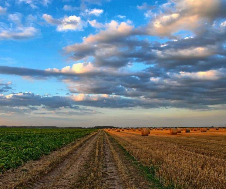Aumentar 49% producción del campo requerirá de 170 acciones: CNA