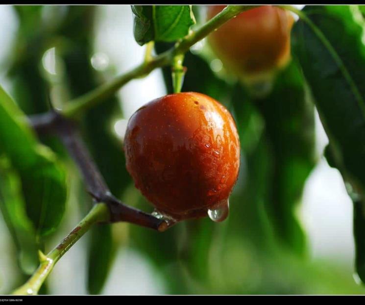 El producto natural y ancestral que reemplaza el azúcar