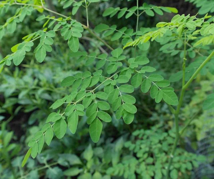 El árbol moringa auxiliar contra enfermedades inflamatorias crónicas El árbol moringa auxiliar contra enfermedades inflamatorias crónicas