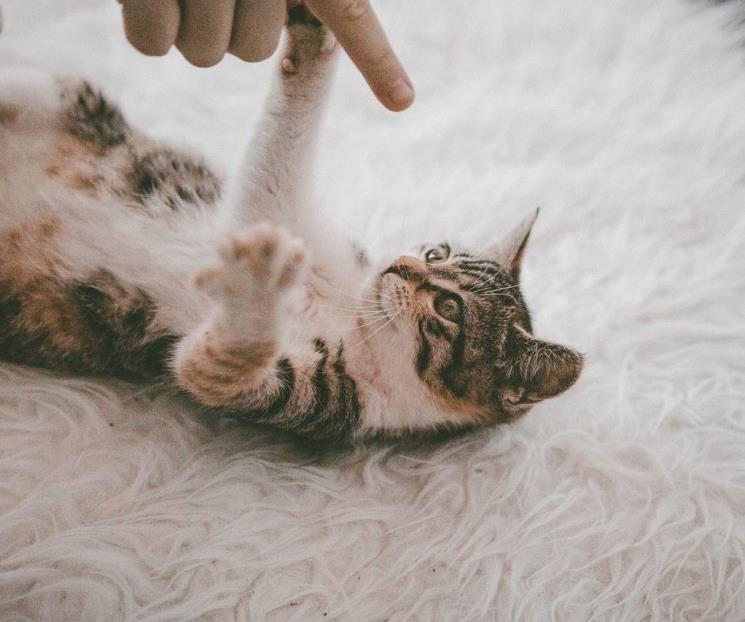 El motivo por el que los gatos ronronean y muerden, según expertos El motivo por el que los gatos ronronean y muerden, según expertos