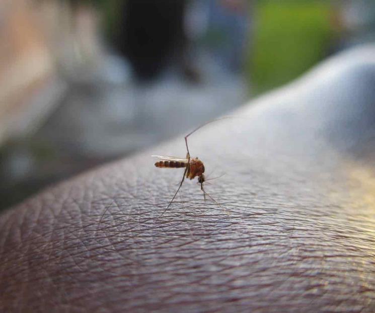Dengue en América: ¿cuáles son los síntomas y cómo detectarlo? Dengue en América: ¿cuáles son los síntomas y cómo detectarlo?