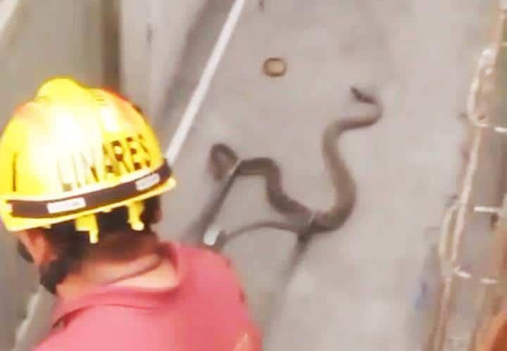 Alarma víbora en vivienda