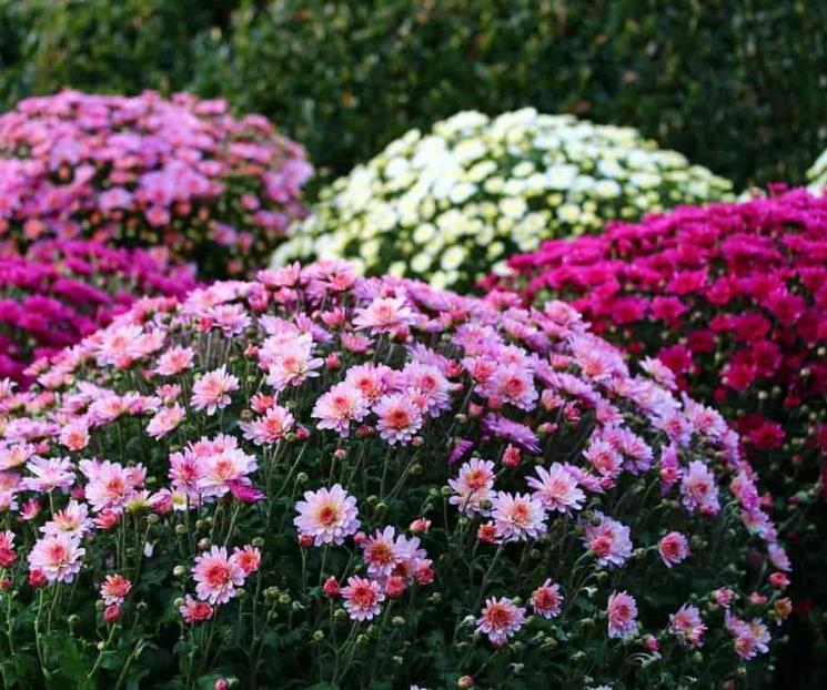 Cinco plantas que te ayudarán a refrescar tu casa