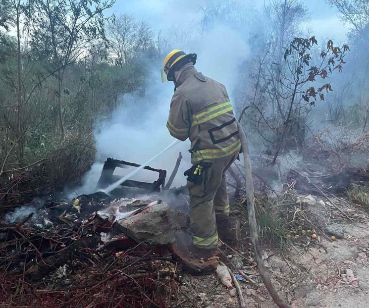Incendian vándalos árboles en Linares