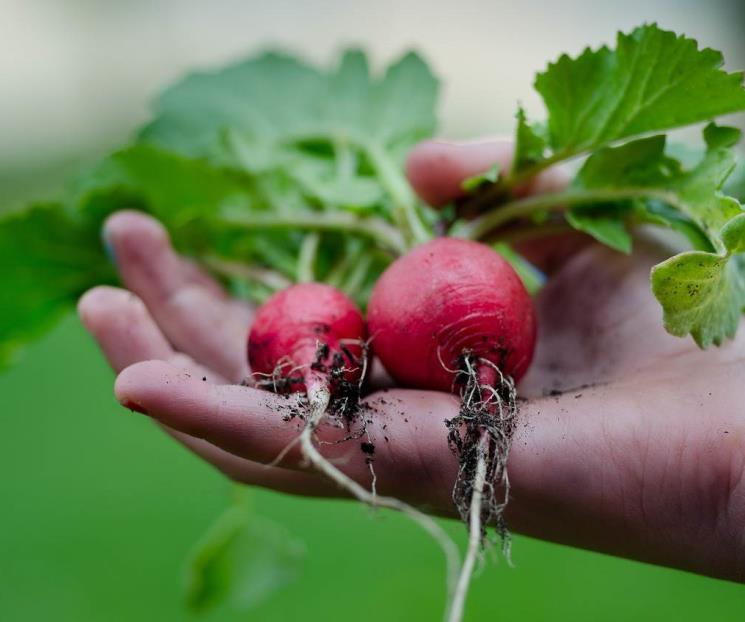 La mejor manera de comer rábano para cuidar los riñones